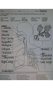 Learn what the respiratory system organs are in this article. Ebook Label The Following Diagram Of The Respiratory System Answers Ebook Library