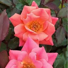 Slightly more compact and upright habit with bright yellow flowers that fade quickly to a pastel. Knock Out Roses Outdoor Live Coral Knockout Rose Bush 1 Gal Walmart Com Walmart Com