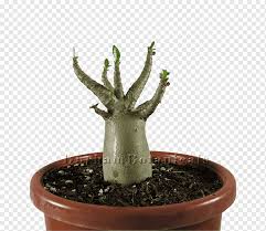Kamu bisa menemukan penjual bonsai adenium dari seluruh indonesia yang terdekat dari lokasi & wilayah kamu sekarang. Adenium Arabicum Adenium Obesum Cactaceae Plant Bonsai Arabic Plant Stem Cactaceae Cactus Png Pngwing