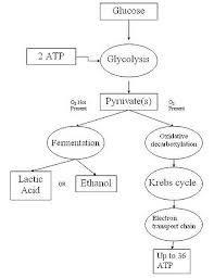 Cellular Respiration Definition Equation And Steps Biology Dictionary