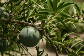 Image result for Strychnos pungens