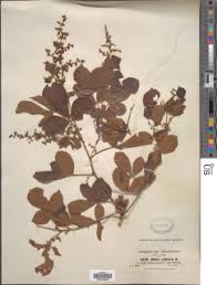 Image result for Searsia acuminatissima