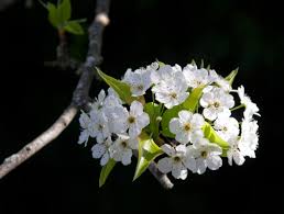 Don't forget spring flowering trees! What S That Smell The Beautiful Tree That S Causing Quite A Stink Npr