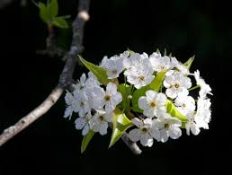 We did not find results for: What S That Smell The Beautiful Tree That S Causing Quite A Stink Npr