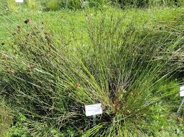 Image result for Juncus balticus