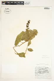 Image result for Solanum terminale