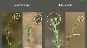 Image result for Thesium goetzeanum