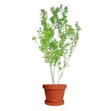 Check spelling or type a new query. Surh Anor Pomegranate Tree For Sale Online Citrus Com