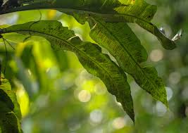 Image result for Asplenium africanum