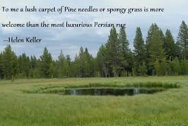 Great Quote Picture Of Yellowstone Np Yellowstone National Park Yellowstone National Parks