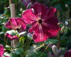 Check spelling or type a new query. Clematis Viticella Rubra Bosrank Vertrouwd Online Kopen