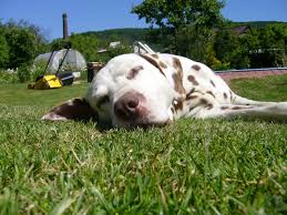 Image result for dalmatin