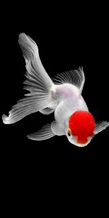 Browse millions of popular wallpapers and ringtones on zedge and personalize your phone to suit you. Pin On Aquarium