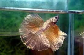 Betta fish are small fish, but by fully extending their fins and gills, they make themselves look larger. Nice Betta Thailand Co Ltd Betta Fish For Sale Siamese Fighting Fish