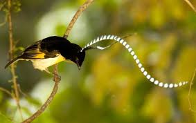 Papua New Guinea Bird Of Paradise Images King Of Saxony Bird Of Paradise Cheshujchataya Rajskaya Ptica Most Beautiful Birds Beautiful Birds Birds Of Paradise