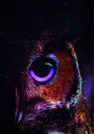 Amazing Owl Owl Wallpaper Beautiful Owl Owls Drawing