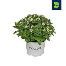 Image result for Exacum