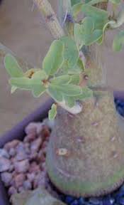 Image result for Adenia spinosa