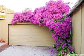 Learn how to grow bougainvillea indoors with these helpful tips on proper conditions, maintenance bougainvillea is not your typical houseplant—in its natural state, it's a sprawling climber and shrub. Bougainvillea Care Growing Tips For This Flowering Machine