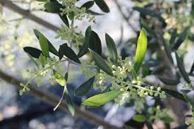 Image result for Olea woodiana