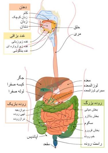 دستگاه گوارش انسان - ویکی‌پدیا، دانشنامهٔ آزاد