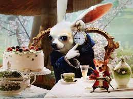 Pin De Anexayda Garcia En Animales Perros Chihuahuas Gif De Perros Perritos Chihuahuas Conejos