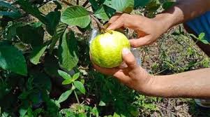 Jambu kristal diperkenalkan di indonesia pada tahun 1991 oleh misi teknik taiwan. Cara Menanam Jambu Kristal Panduan Lengkap Kutanam