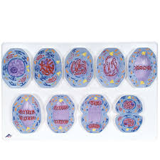 This means nuclear division occurs during mitosis. 3b Animal Cell Mitosis Model Set Carolina Com