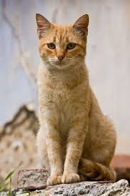 Black And Red Cat Red Cat Red Cat Orange Cats Pretty Cats