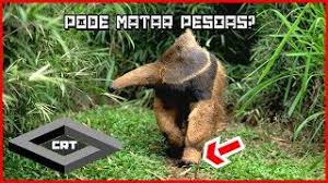 Is your network connection unstable or browser. 10 Coisas Curiosas Sobre O Tamandua Crt Youtube