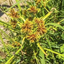 Image result for Cyperus platycaulis