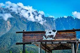 Desa cattle dairy farm is a dairy farm located at the foot of mount kinabalu in kundasang valley, sabah, malaysia owned by the desa cattle s. Kinabalu Park With Rumah Terbalik Desa Cow Farm 2021 Kota Kinabalu