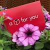 Below explains how to use the list and how we a plant for mothers day could come in a green plant variety, potted flower planter, or flowering plant with richly colored blooms. 3