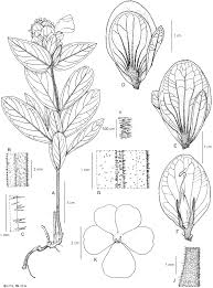 Image result for Baphia bequaertii