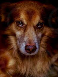 Aspin stands for what we call the asong pinoy, or the filipino dog/native dog is the askal or aspin an acknowledged breed? Dog Street Street Dog Aspin Asong Pinoy Philippine Dof Askal By Hanniel Balabis Photo Stock Snapwire
