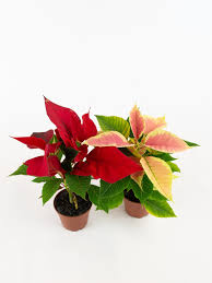 Image result for Euphorbia pulcherrima