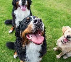 Bernese mountain dog puppies colorado springs. The Most Popular Dog Breed In Every State Of The U S Madison Yauger