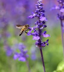 Maybe you would like to learn more about one of these? Flowers That Attract Bees To Your Garden The Lavender Homefront