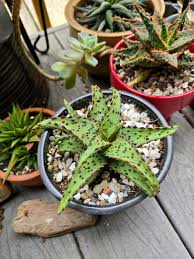 Succulents & Propagation