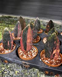 Image result for Rhigozum zambesiacum