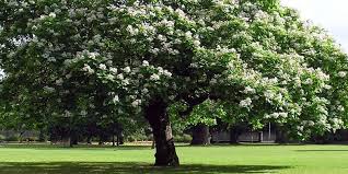 Cassia fistula (the golden shower tree) is recognized by its opulent, cascading flower groupings. Cigar Tree Flowering Time Description Seasonal Development And General Distribution In Florida