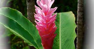 Oahu Hawaii Ginger Plant Hawaiin Flowers Ginger Plant Plants