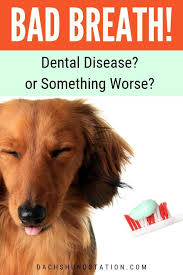 Why Do Dachshunds Have Bad Breath Easy Ways To Fix It Dog Dental Disease Bad Breath Bad Dog Breath