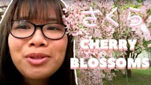さくらCherry Blossoms in Real Life!!