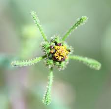 Image result for Sigesbeckia