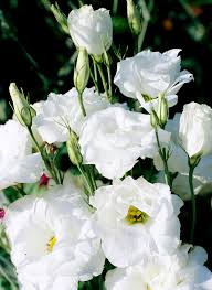 Image result for eustoma lisianthus in garden