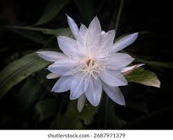 Image result for Oxypetalum