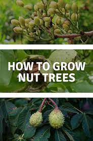 Grow Your Own Nut Trees 6 Types Of Nut Trees To Grow In Your Yard Organic Vegetable Garden Gardening For Beginners Organic Gardening Pest Control