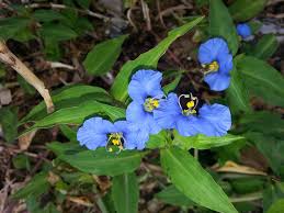 Image result for Commelina albescens
