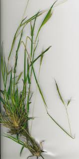 Image result for Dichanthium